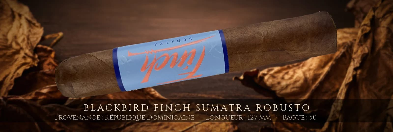 Blackbird Finch Sumatra Robusto — Blackbird — République Dominicaine