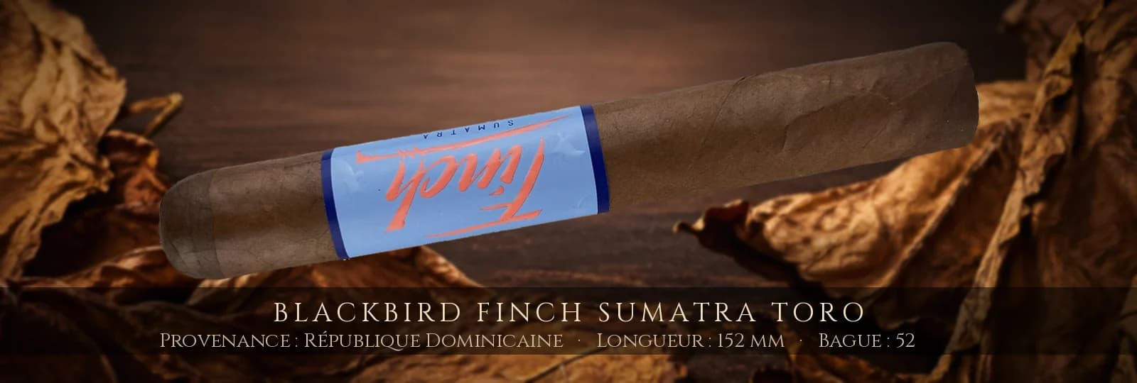 Blackbird Finch Sumatra Toro — Blackbird — République Dominicaine