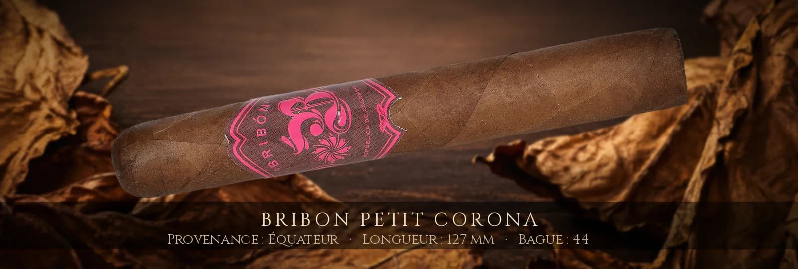 Bribon Petit Corona — Bribon — Équateur