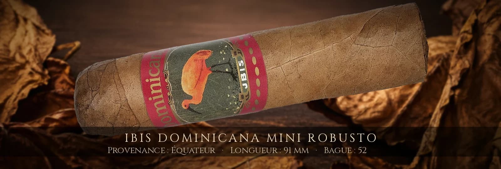 Ibis Dominicana Mini Robusto — Ibis — Équateur