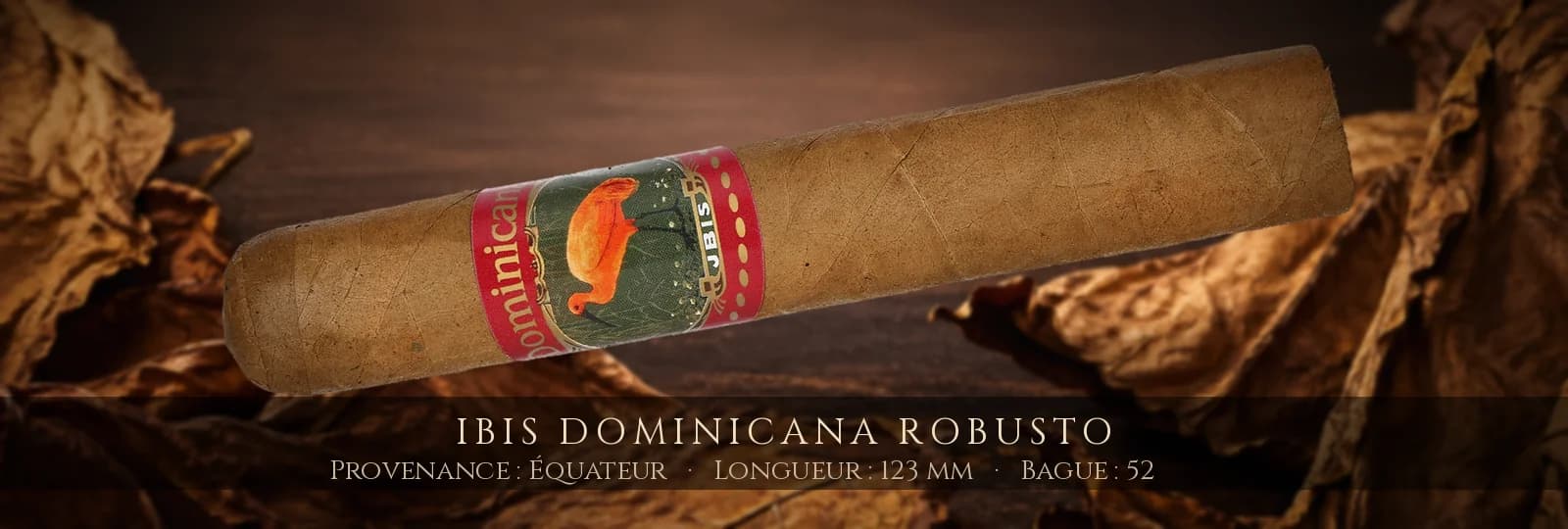 Ibis Dominicana Robusto — Ibis — Équateur