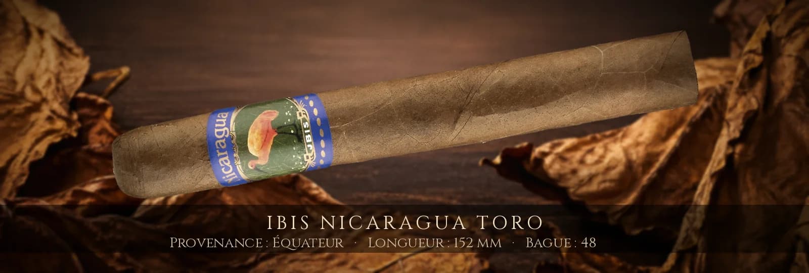 Ibis Nicaragua Toro — Ibis — Équateur