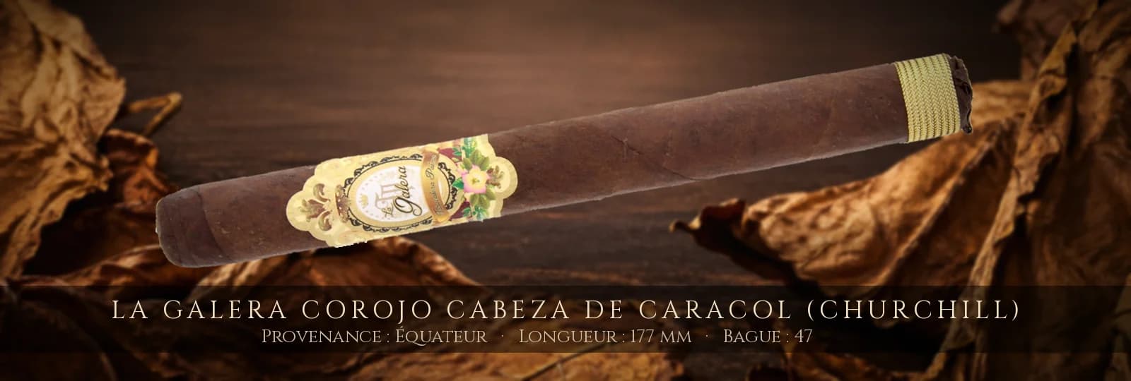 La Galera Corojo Cabeza de Caracol (Churchill) — La Galera — Équateur