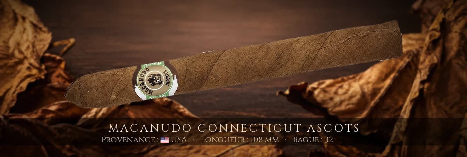 Macanudo Connecticut Ascots — Macanudo — USA