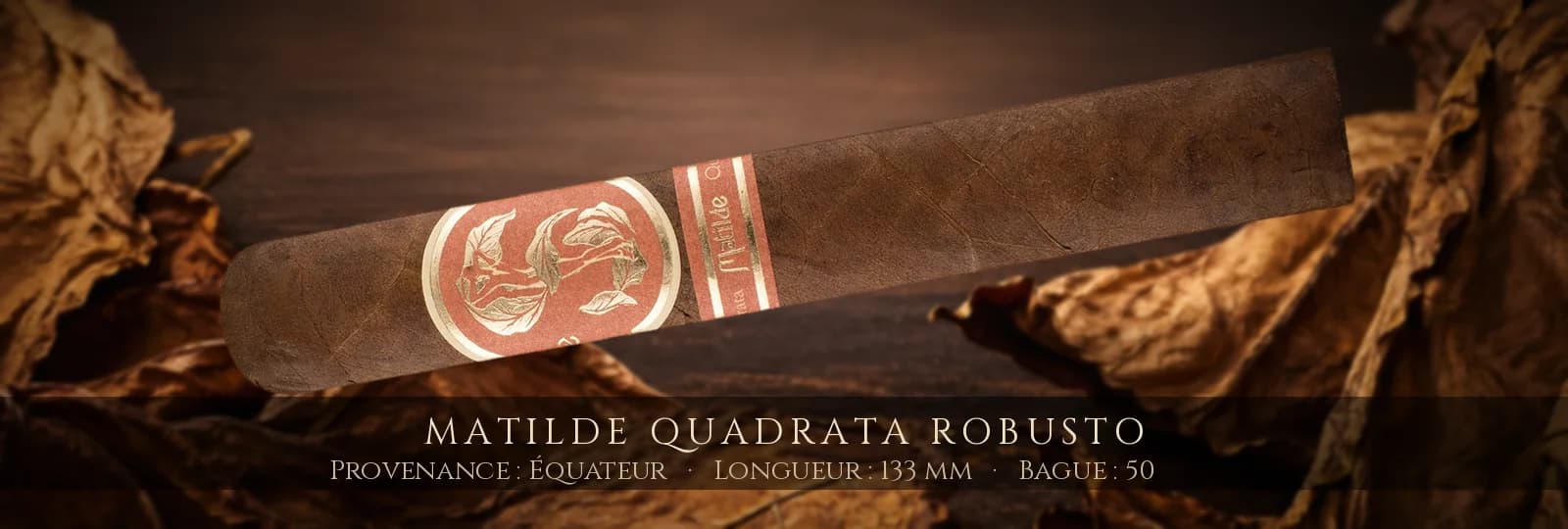 Matilde Quadrata Robusto — Matilde — Équateur
