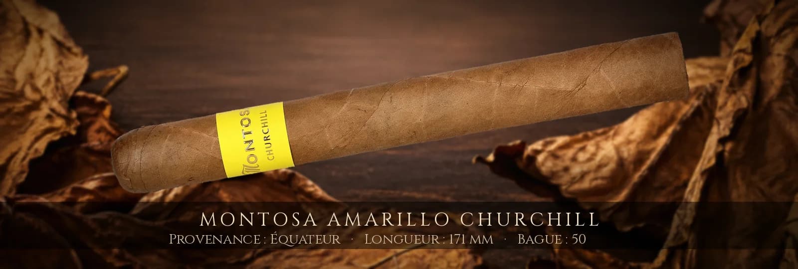 Montosa Amarillo Churchill — Montosa — Équateur