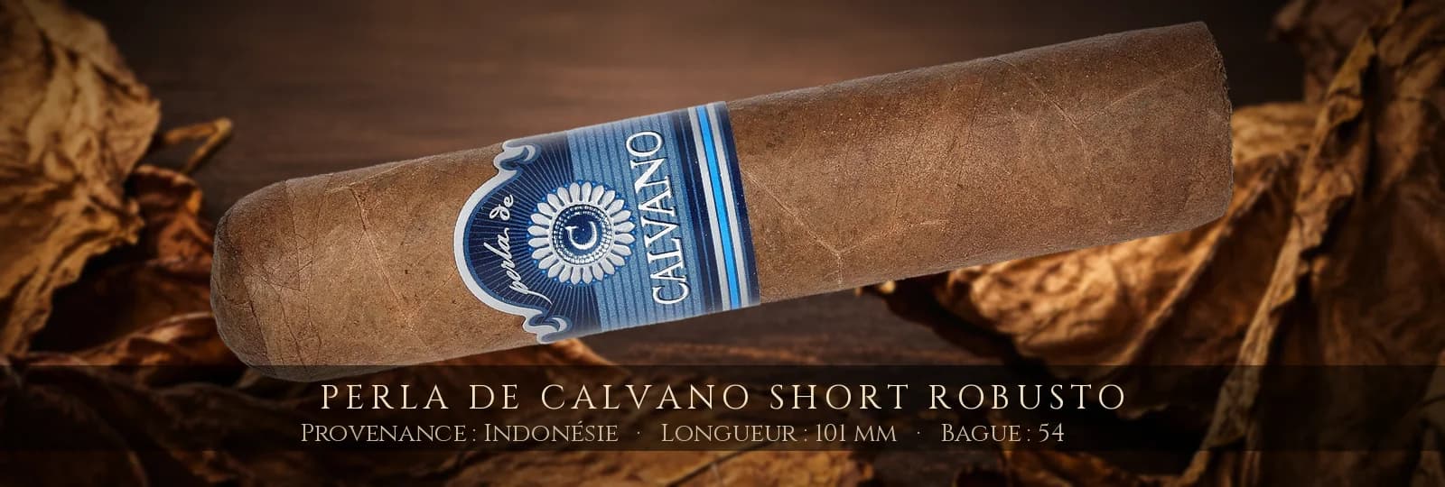 Perla de Calvano Short Robusto — Perla de Calvano — Indonésie