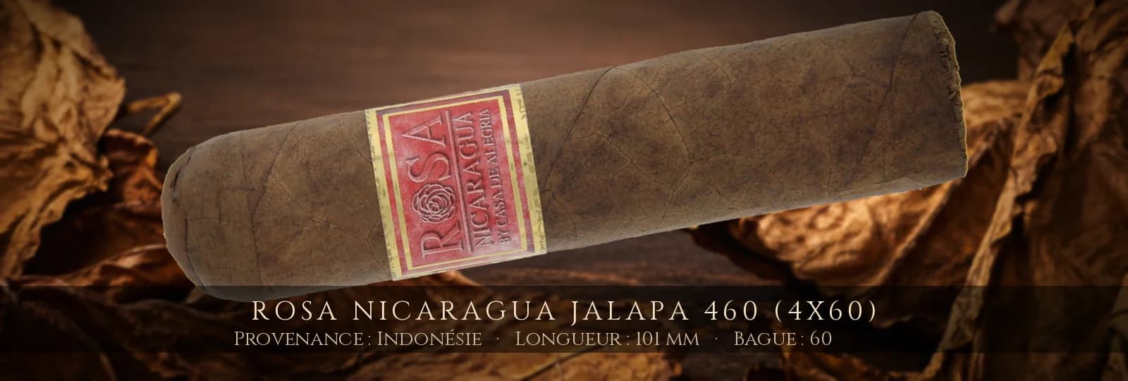 Rosa Nicaragua Jalapa 460 (4x60) — Rosa Nicaragua — Indonésie