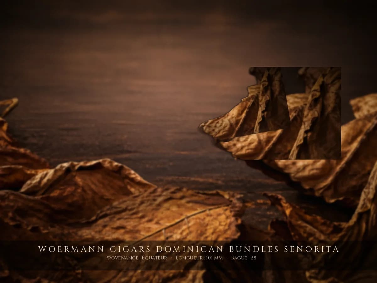 Woermann Cigars Dominican Bundles Senorita — Woermann Cigars — Équateur