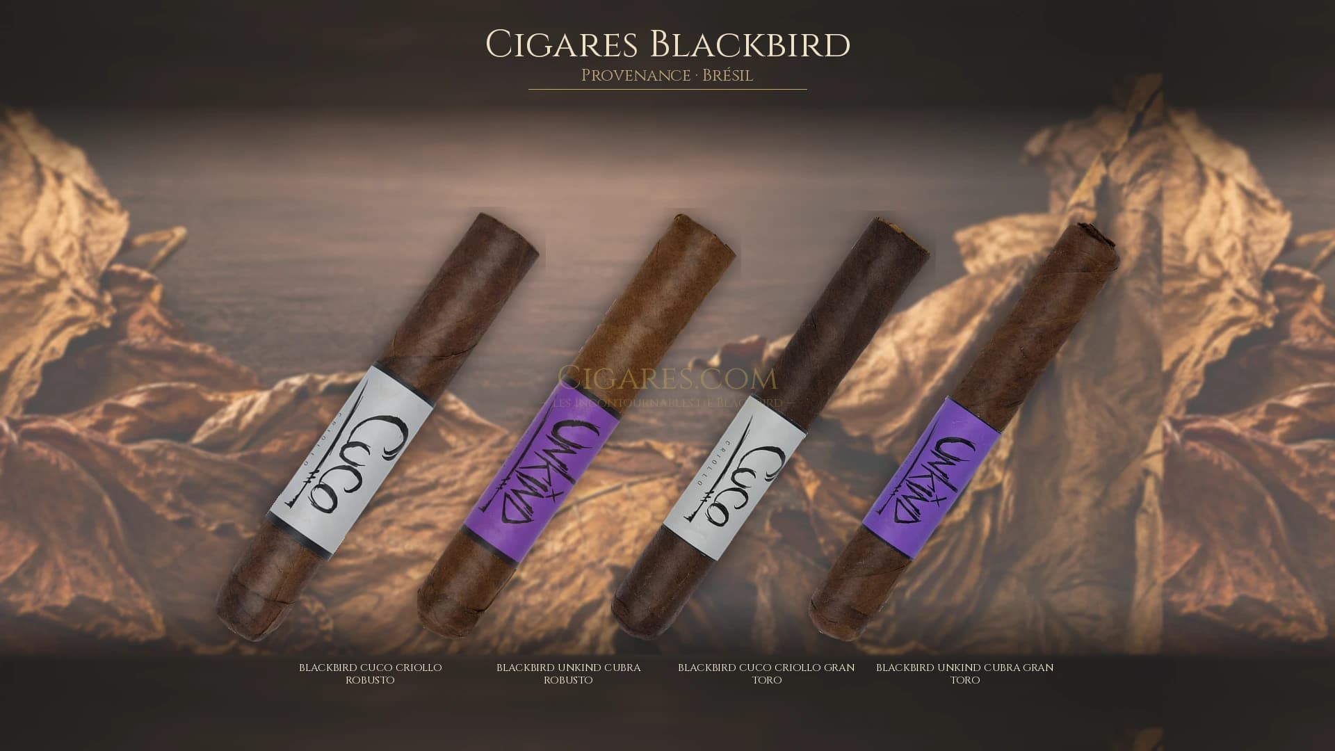 Top cigares Blackbird Bresil — les plus populaires