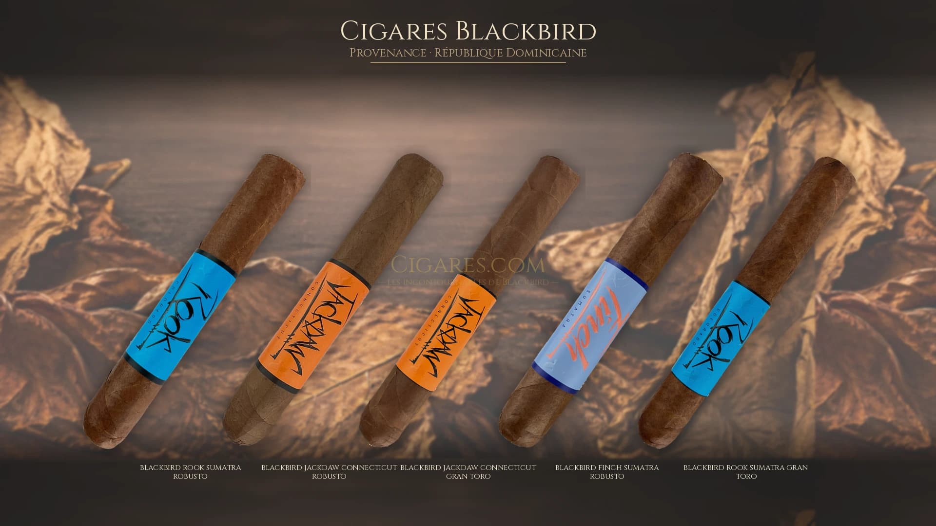 Top cigares Blackbird Republique Dominicaine — les plus populaires