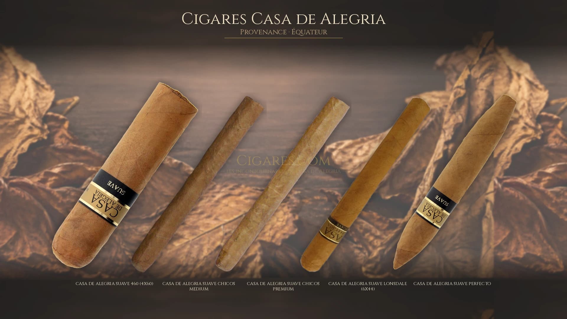 Top cigares Casa de Alegria Equateur — les plus populaires