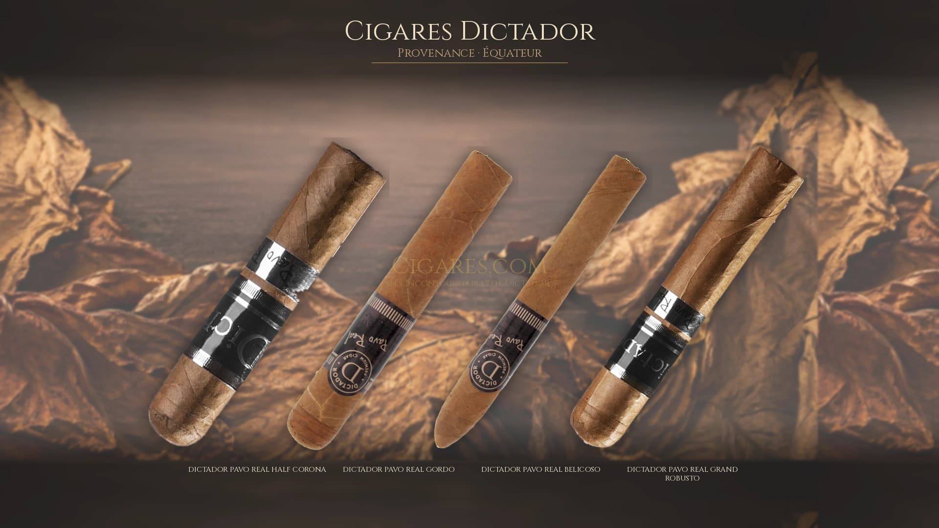 Top cigares Dictador Equateur — les plus populaires