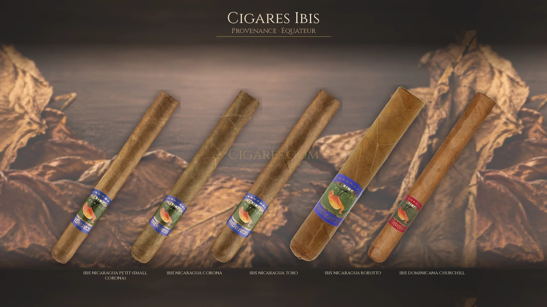 Top cigares Ibis Equateur — les plus populaires