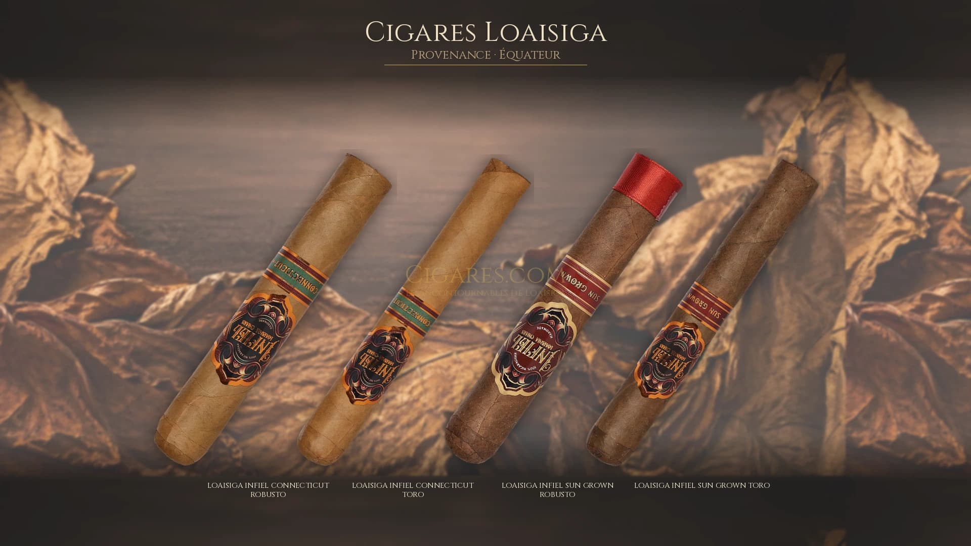 Top cigares Loaisiga Equateur — les plus populaires