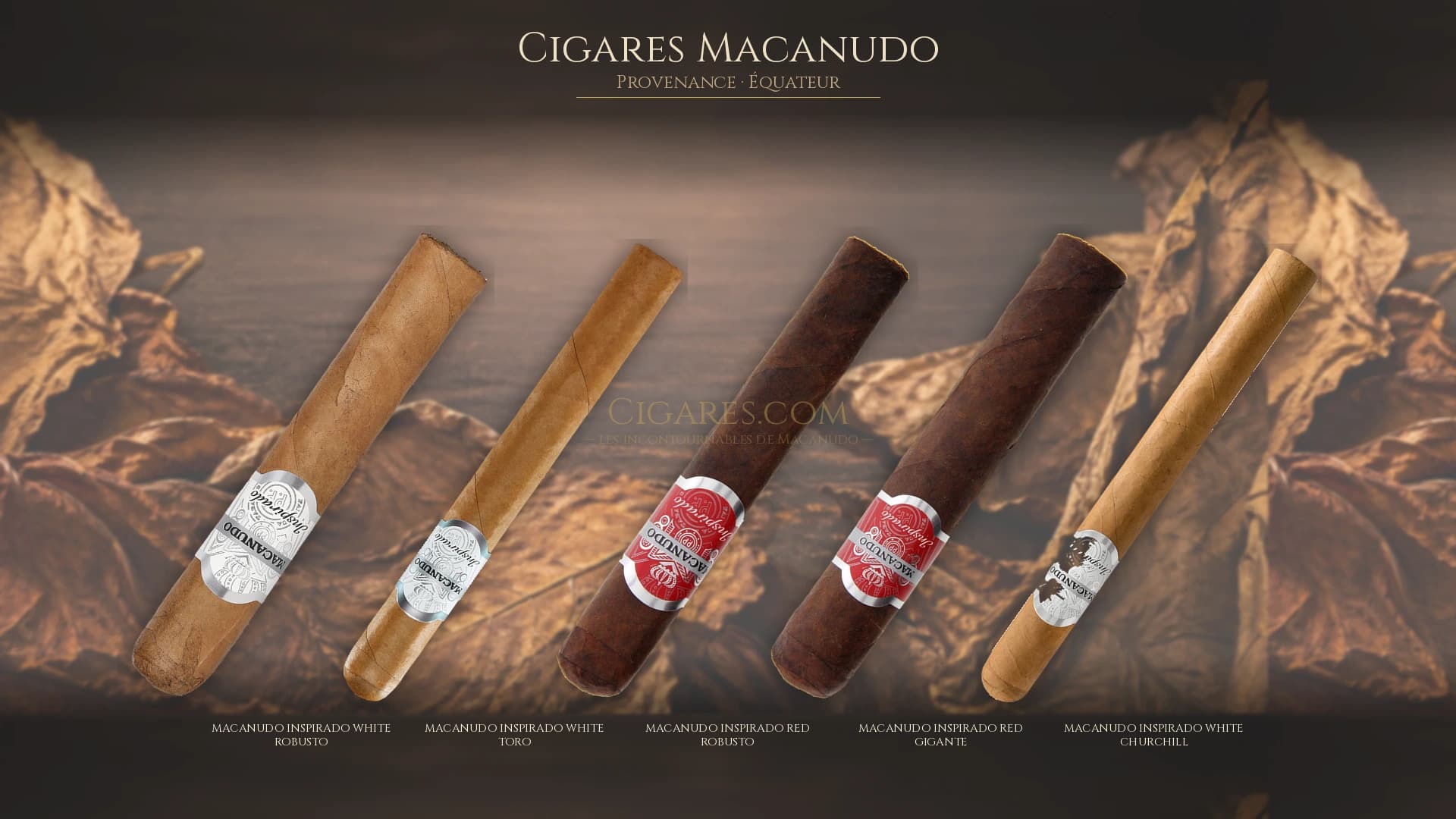Top cigares Macanudo Equateur — les plus populaires