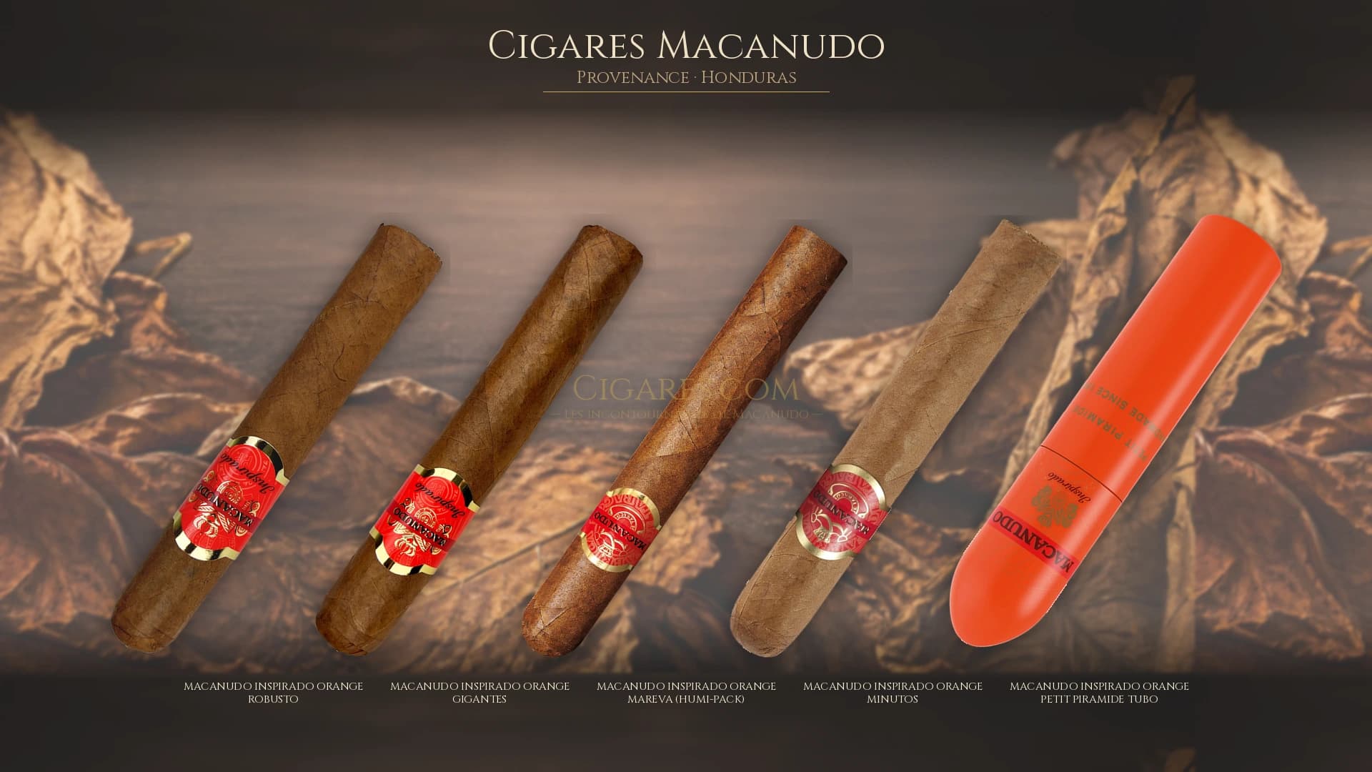 Top cigares Macanudo Honduras — les plus populaires