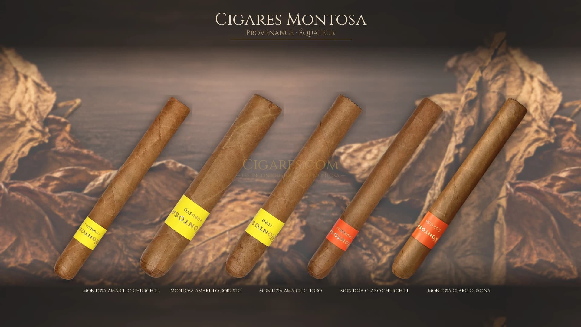 Top cigares Montosa Equateur — les plus populaires
