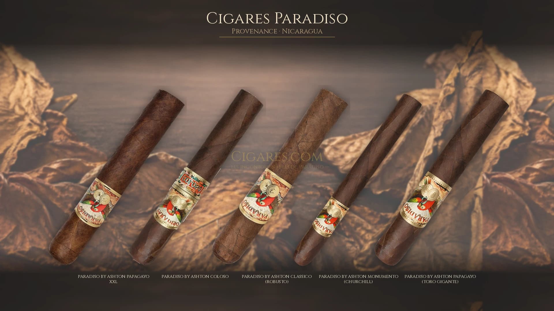 Top cigares Paradiso Nicaragua — les plus populaires