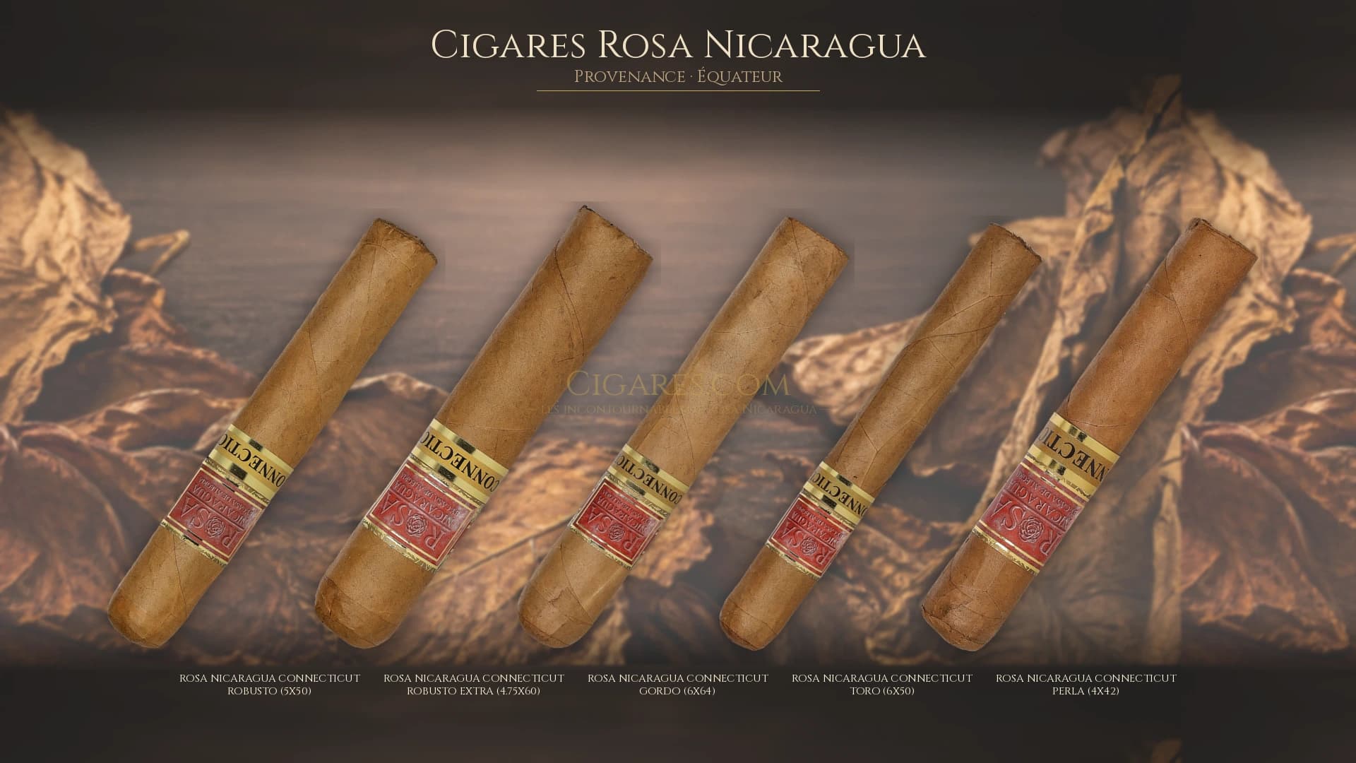 Top cigares Rosa Nicaragua Equateur — les plus populaires