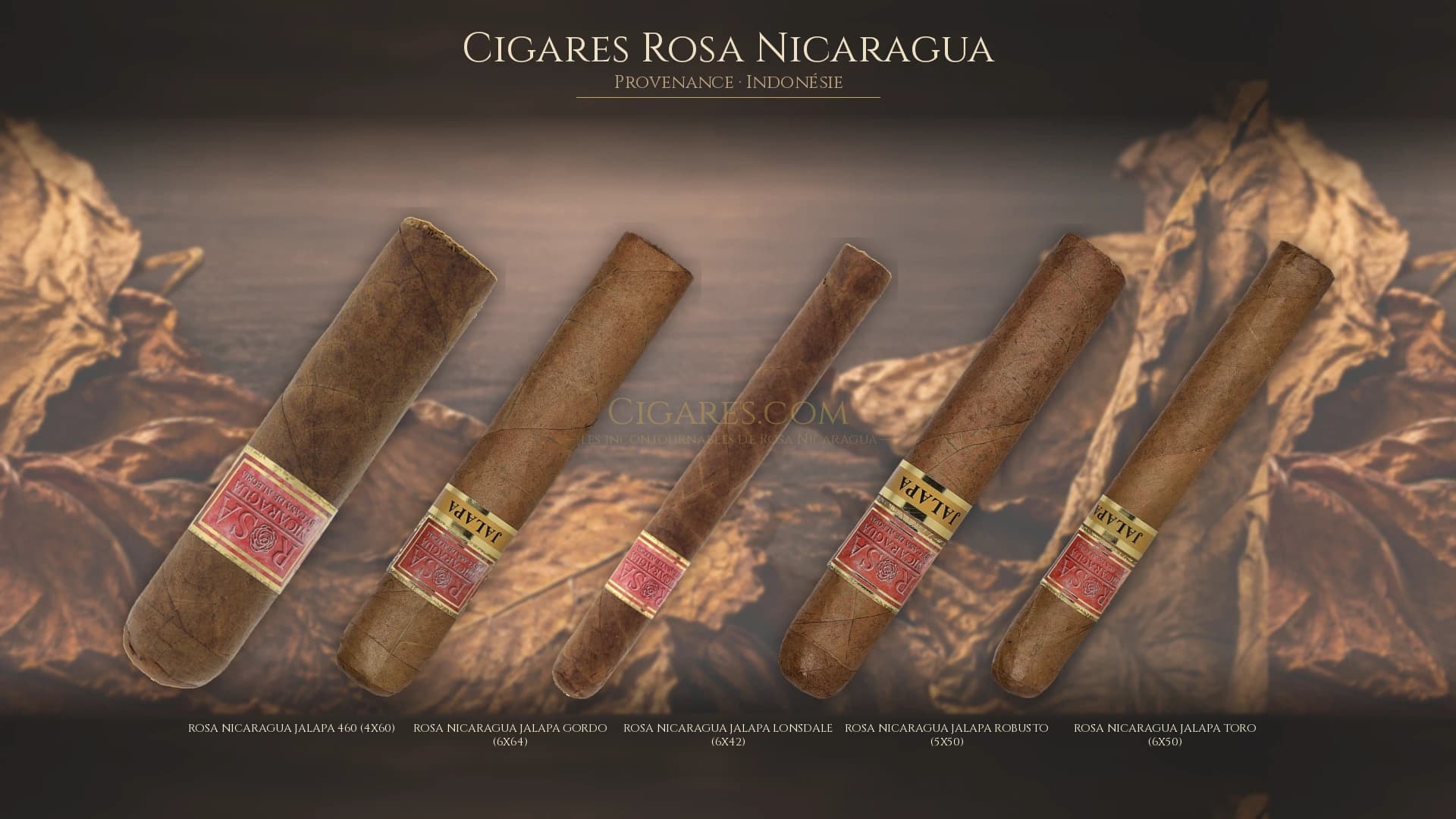 Top cigares Rosa Nicaragua Indonesie — les plus populaires