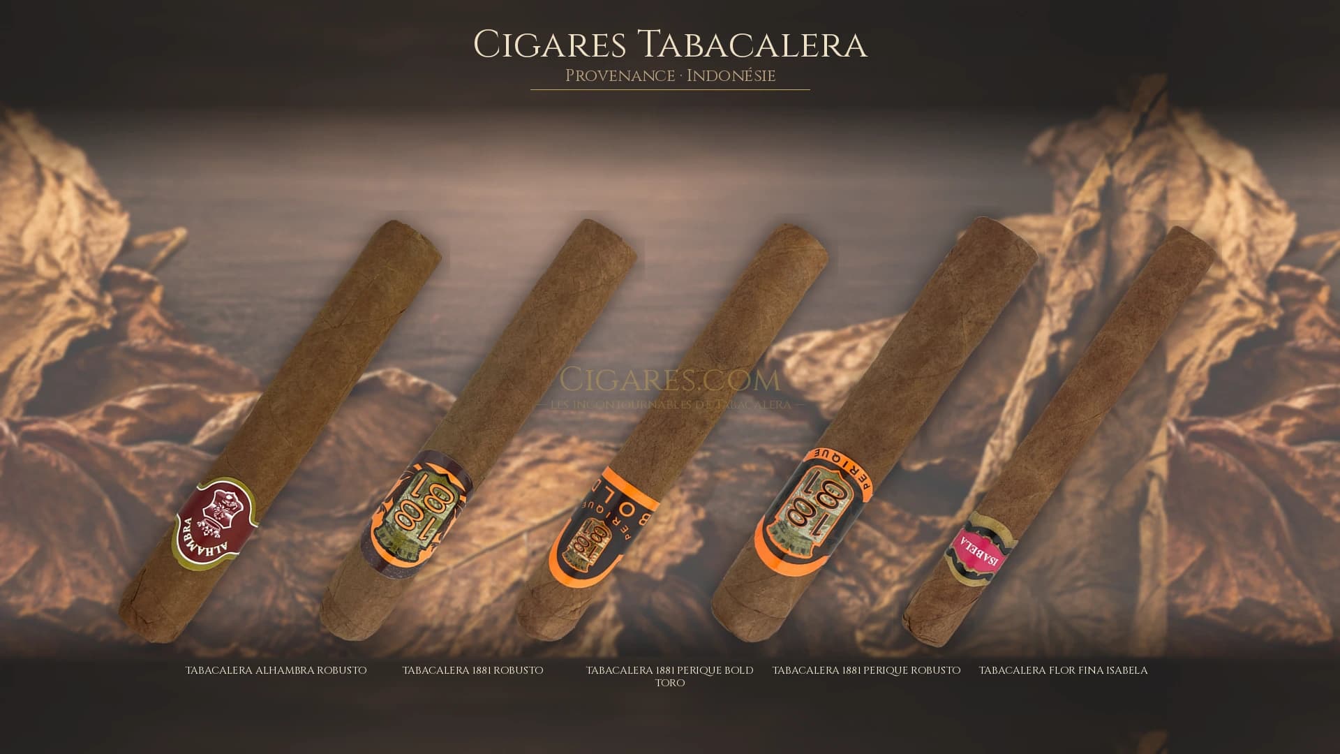 Top cigares Tabacalera Indonesie — les plus populaires