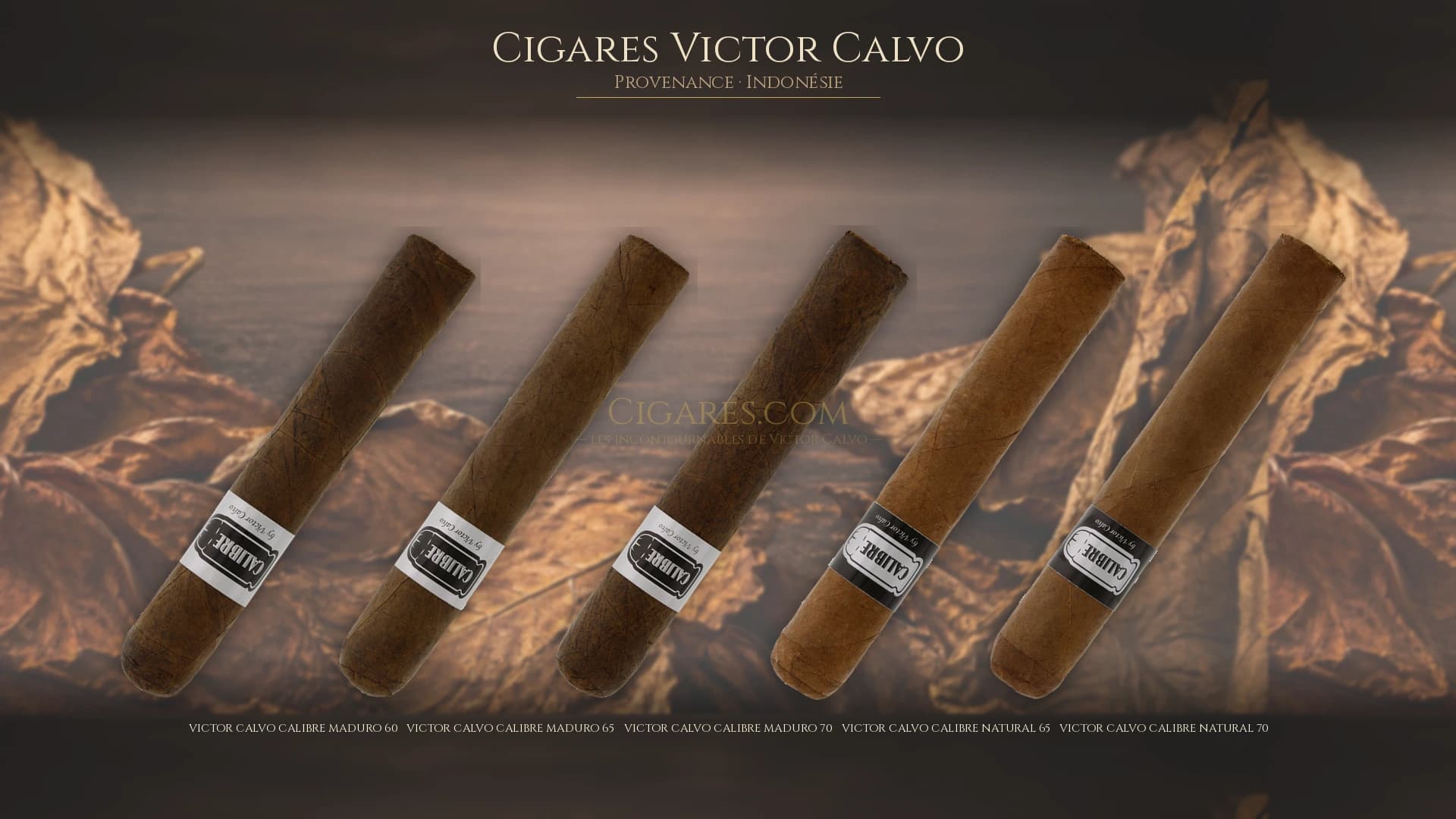 Top cigares Victor Calvo Indonesie — les plus populaires