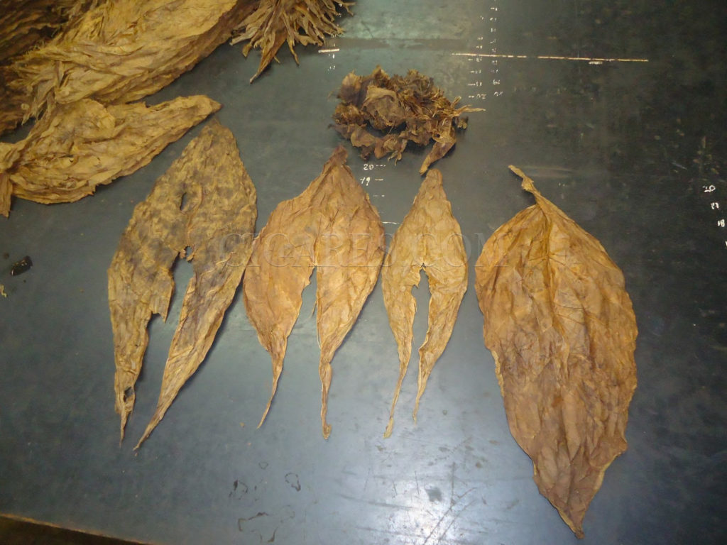 feuilles tabac cigare sechees
