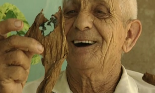 feuille de tabac