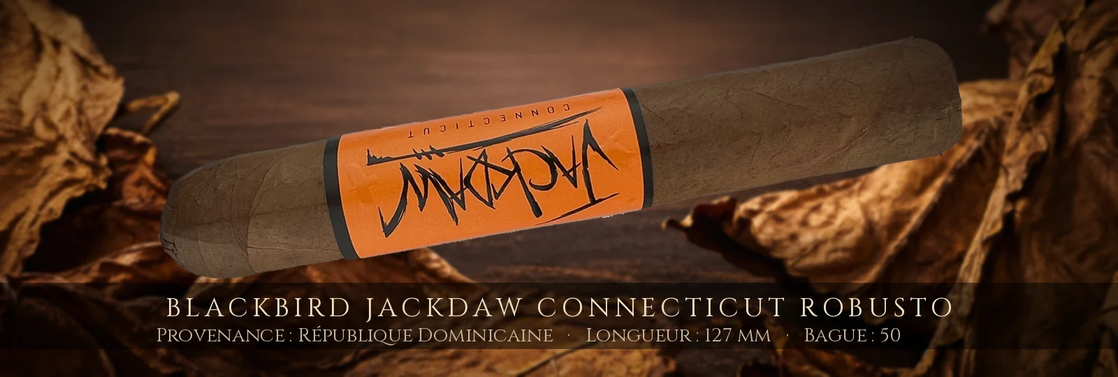 Blackbird Jackdaw Connecticut Robusto — Blackbird — République Dominicaine