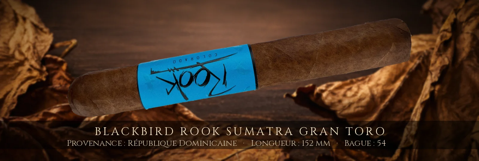 Blackbird Rook Sumatra Gran Toro — Blackbird — République Dominicaine