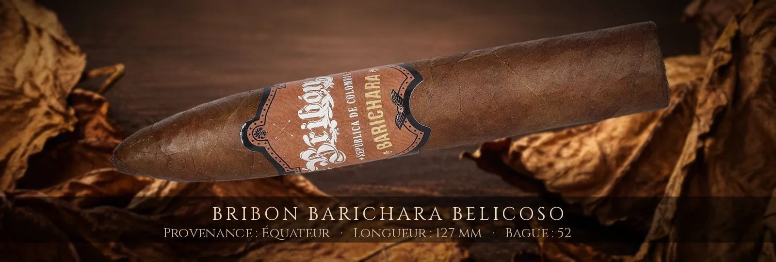 Bribon Barichara Belicoso — Bribon — Équateur