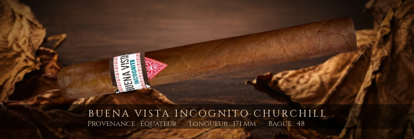 Buena Vista Incognito Churchill — Buena Vista — Équateur