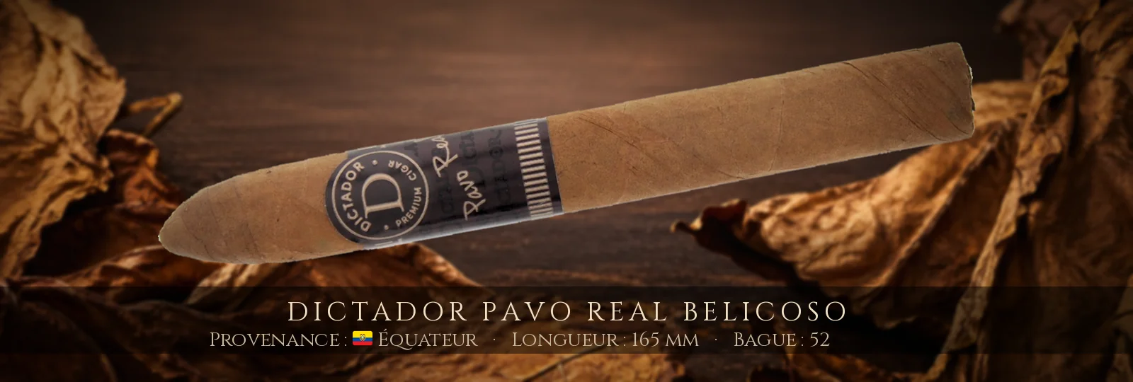 Dictador Pavo Real Belicoso — Dictador — Équateur
