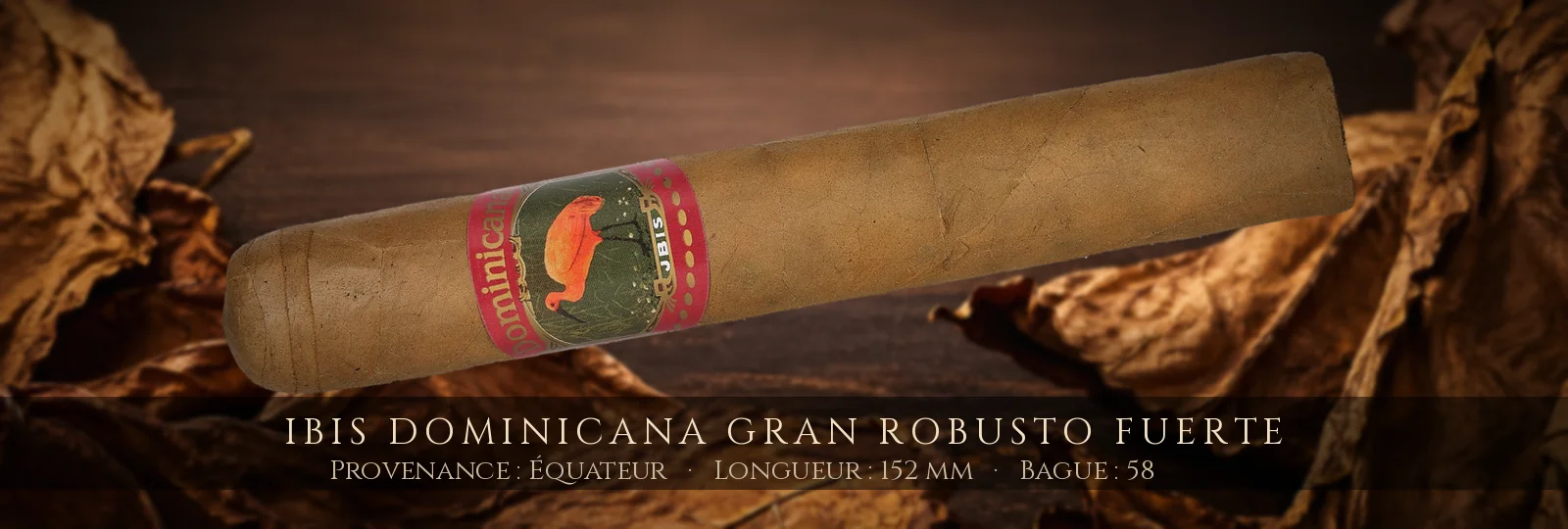 Ibis Dominicana Gran Robusto Fuerte — Ibis — Équateur