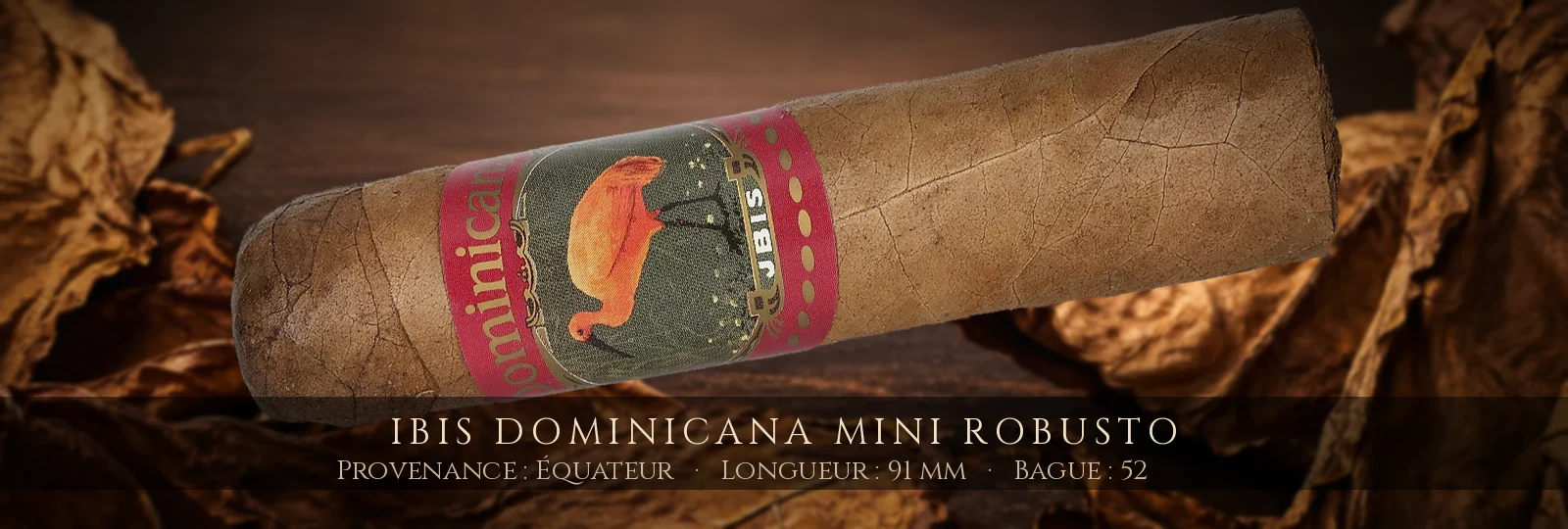Ibis Dominicana Mini Robusto — Ibis — Équateur