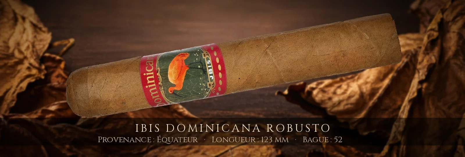 Ibis Dominicana Robusto — Ibis — Équateur