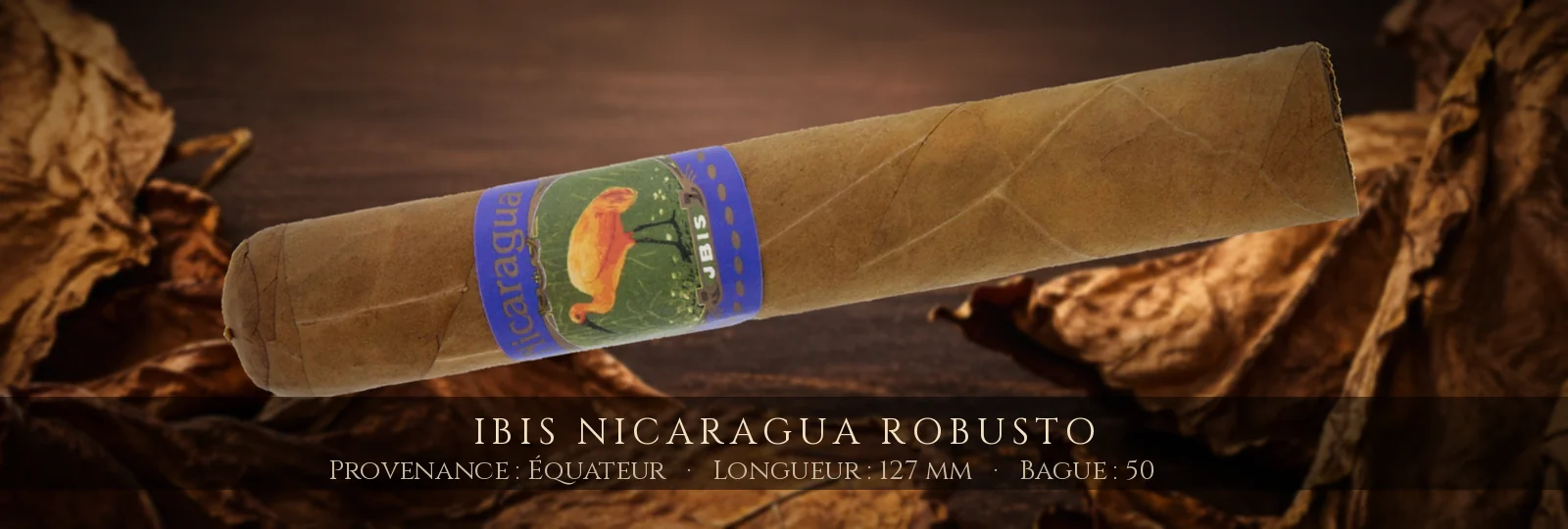 Ibis Nicaragua Robusto — Ibis — Équateur