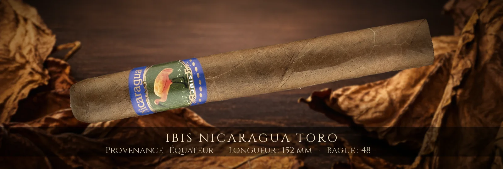 Ibis Nicaragua Toro