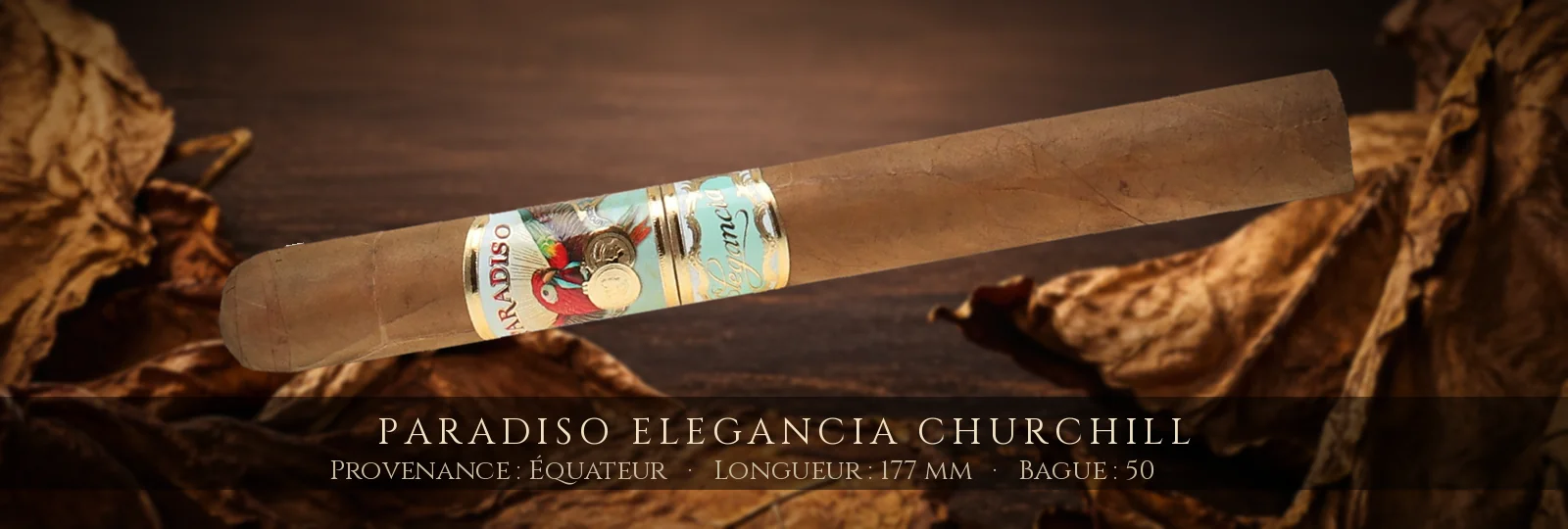 Paradiso Elegancia Churchill — Paradiso — Équateur