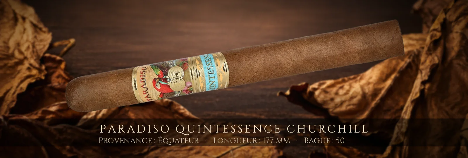 Paradiso Quintessence Churchill — Paradiso — Équateur