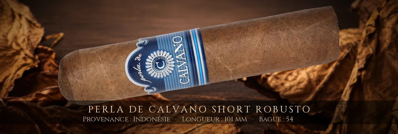Perla de Calvano Short Robusto — Perla de Calvano — Indonésie