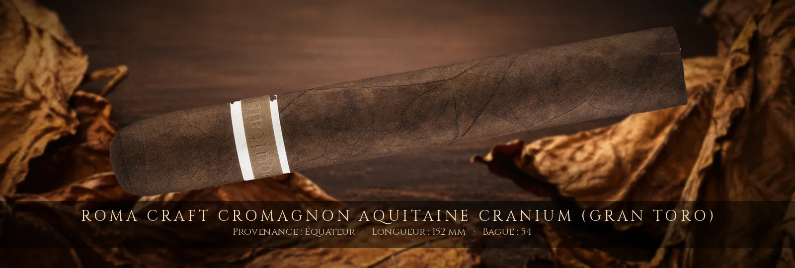 RoMa Craft CroMagnon Aquitaine Cranium (Gran Toro)