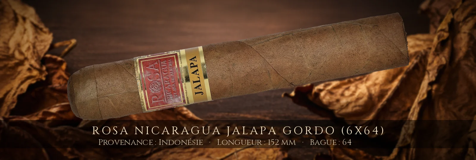 Rosa Nicaragua Jalapa Gordo (6x64) — Rosa Nicaragua — Indonésie