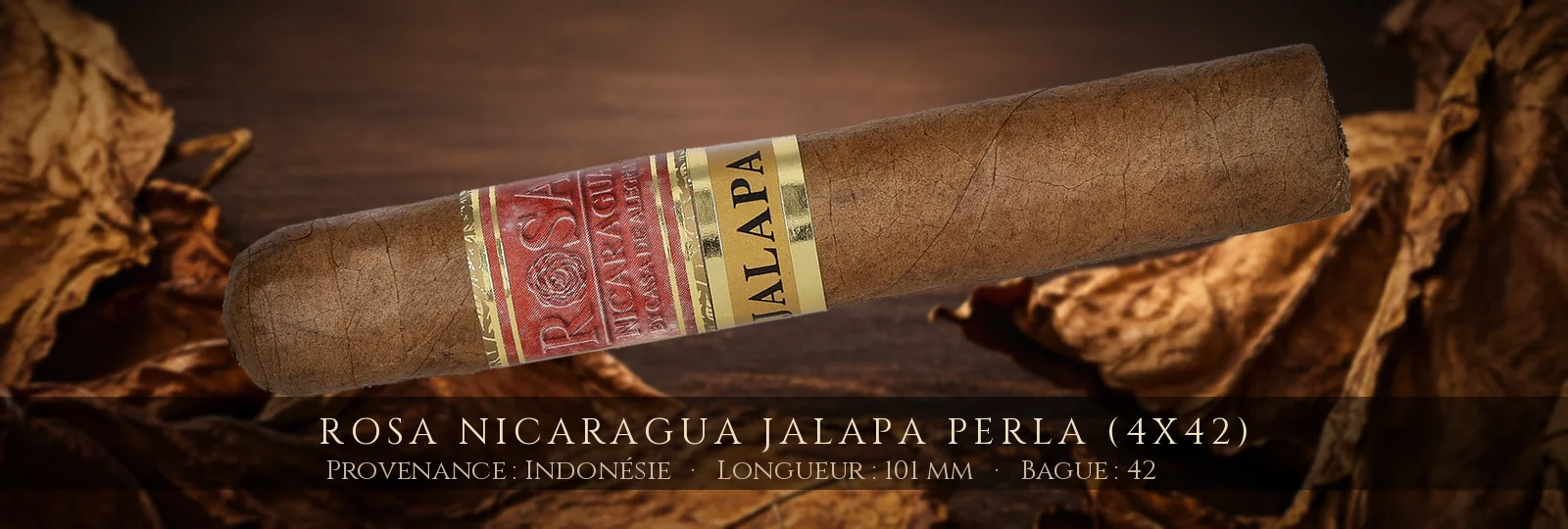 Rosa Nicaragua Jalapa Perla (4x42) — Rosa Nicaragua — Indonésie