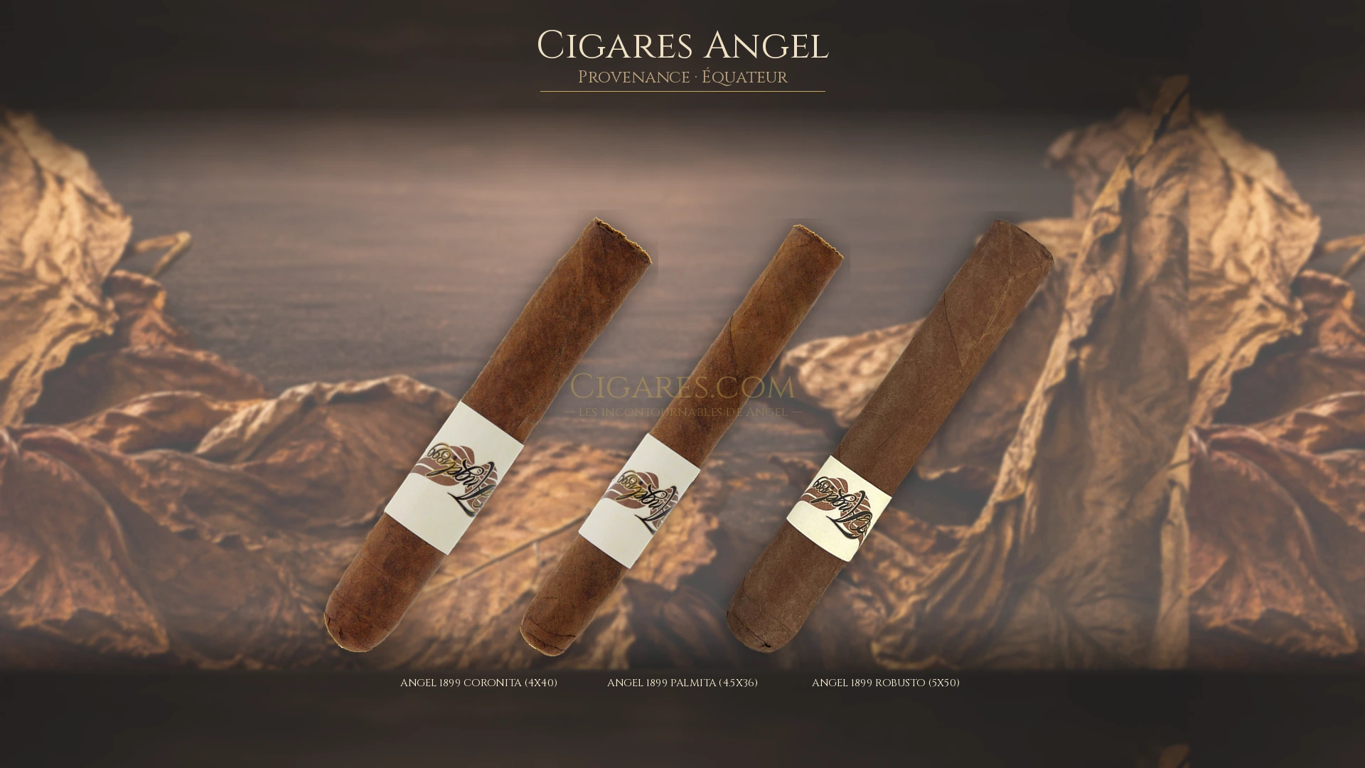 Top 5 cigares Angel — les plus populaires