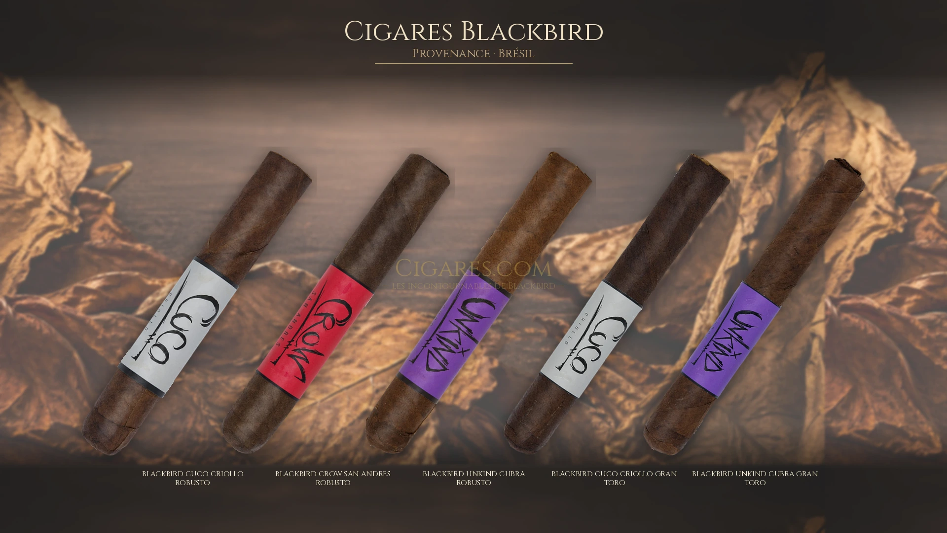 Top 5 cigares Blackbird — les plus populaires
