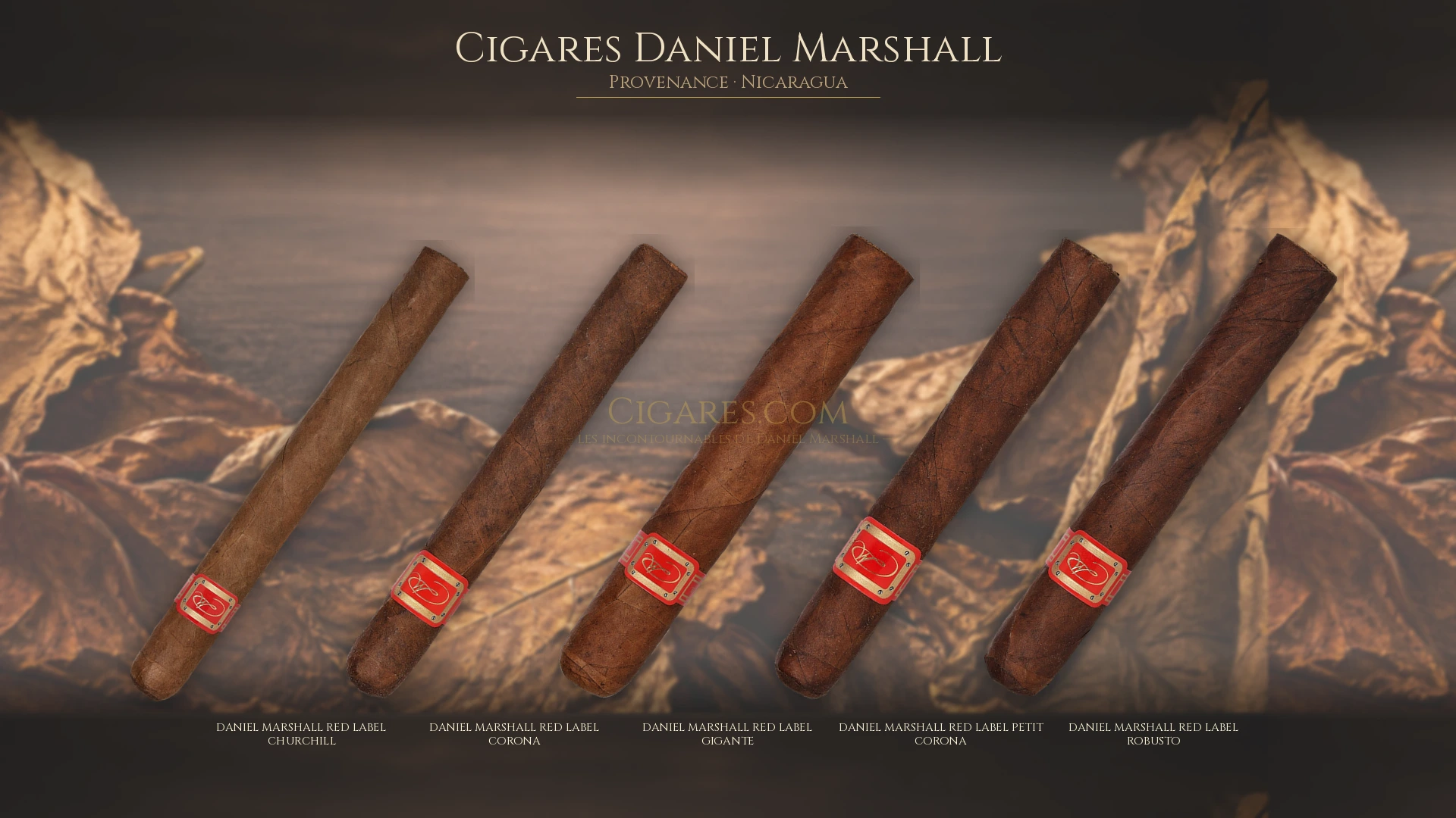Top 5 cigares Daniel Marshall — les plus populaires