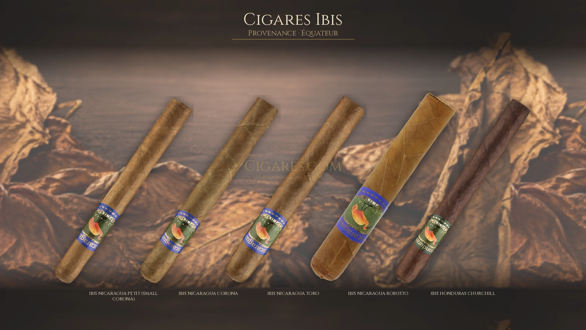 Top 5 cigares Ibis — les plus populaires
