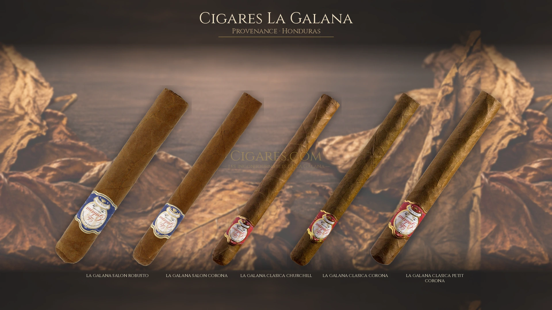 Top 5 cigares La Galana — les plus populaires